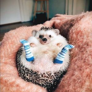 Meet your Posher, Tami